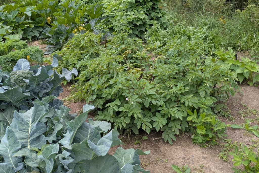 garden garden