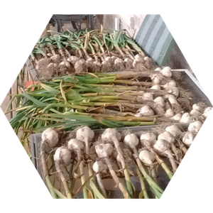 garlic garlic