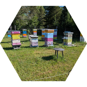 hives 4 hives 4
