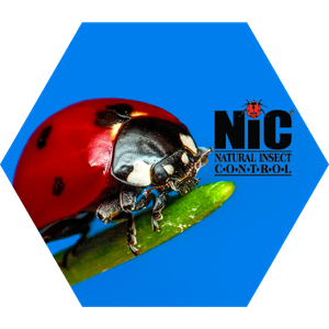 nicbug nicbug